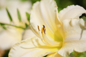 White daylily with stamens close-up