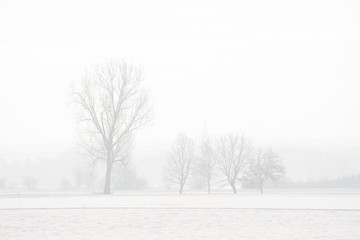 Fototapeta na wymiar Winterlandschaft mit Schnee im Nebel