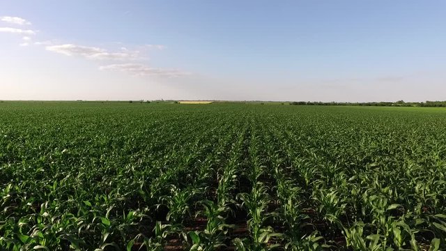 Green corn maize field, aerial footage