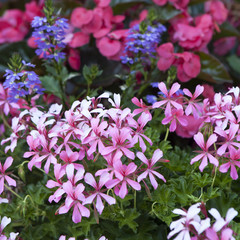Naklejka premium Atropurpurea Creeping Phlox