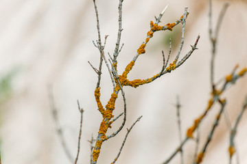The dry branches infected with a lichen in an old cretaceous pit