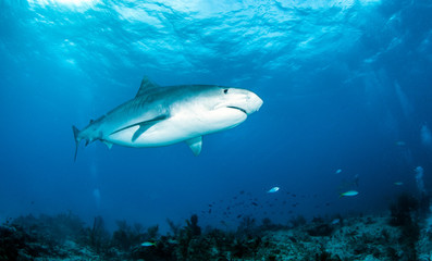 Fototapeta na wymiar Tiger shark