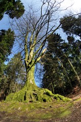Hêtre sur un rocher