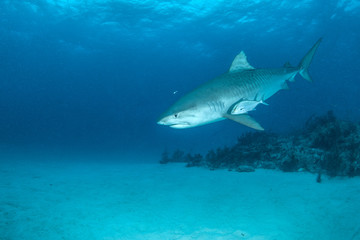 Fototapeta na wymiar Tiger shark