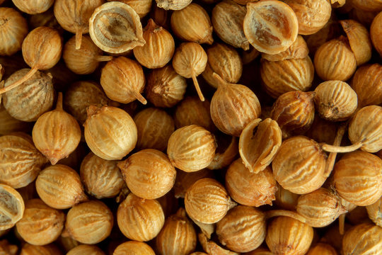 Close up of coriander seeds