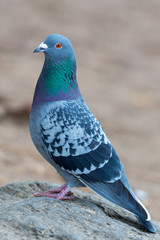 pigeon - Columba livia