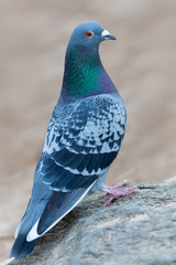 pigeon - Columba livia