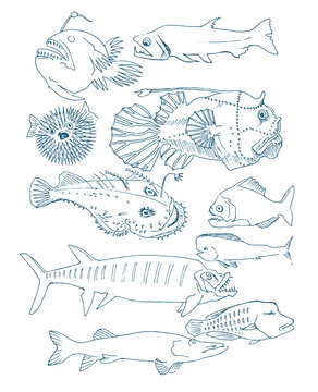 deep-sea fish. hand drawn