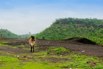 Fototapeta premium Cow roaming around in the middle of mountains