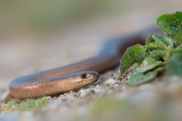 a young Blindworm on ground