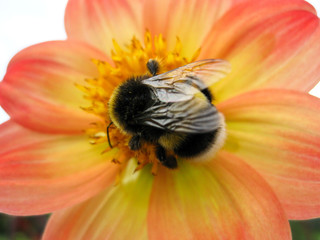 Busy bumblebee on a yellow orange flower

