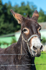 Brown donkey portrait in a summer day