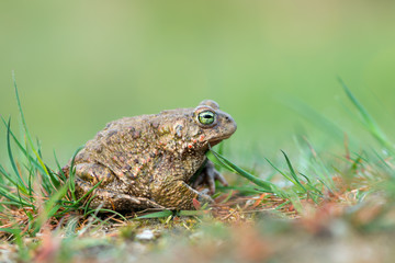 bufo calamita