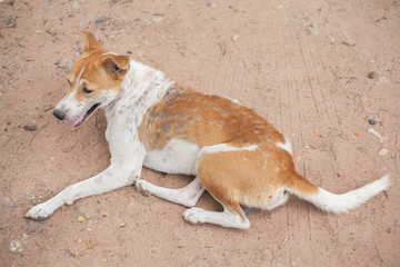 Sad dog recumbent on the ground