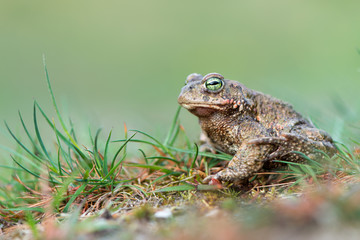 bufo calamita