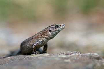 Naklejka na ściany i meble Viviparous lizard - Zootoca vivipara