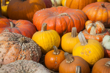 Autumn pumpkin thanksgiving background
