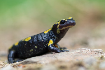 fire salamander