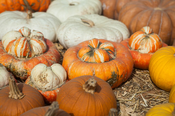 Autumn pumpkin thanksgiving background