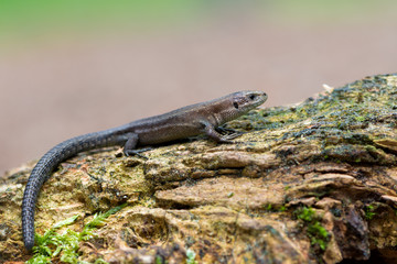 Viviparous lizard - Zootoca vivipara