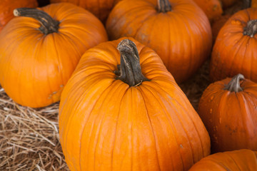 Autumn pumpkin thanksgiving background