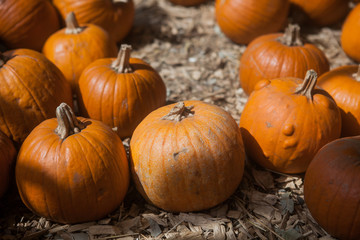 Autumn pumpkin thanksgiving background