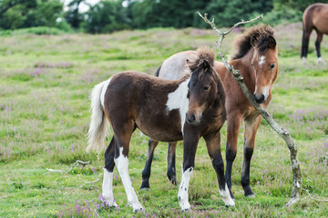 Naklejka na ściany i meble young horses play in moorland, heather season