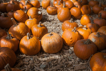Autumn pumpkin thanksgiving background
