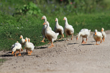 funny family of geese and white ducks crossing the road
