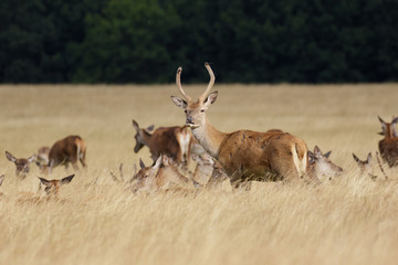 Young Red Deer stag (Cervus elaphus) with herd behind in long grass