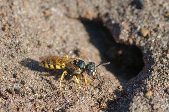 European Beewolf or Bee wolf wasp (Philanthus triangulum) digging a burrow for egg laying