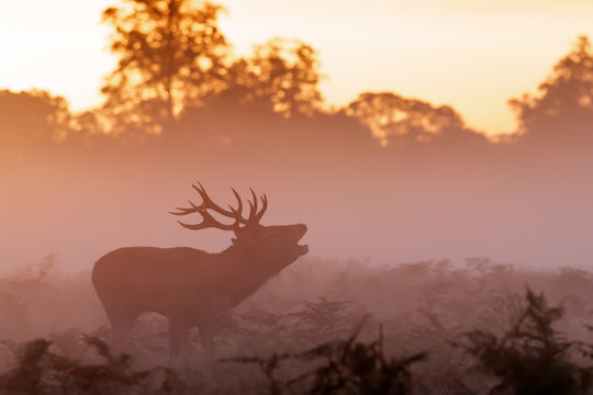 Moody silhouette of Red Deer rut stag (Cervus elaphus)  bugling on a misty morning