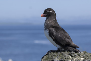 parakeet auklet sitting on a rock near the colony sunny summer d