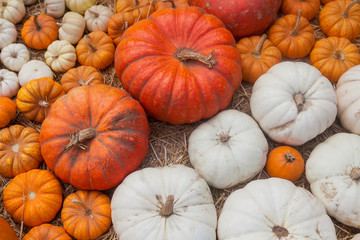 Autumn pumpkin thanksgiving background