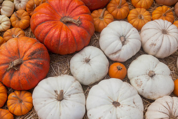 Autumn pumpkin thanksgiving background