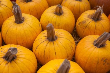 Autumn pumpkin thanksgiving background