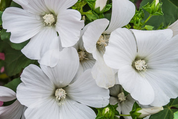 White flowers