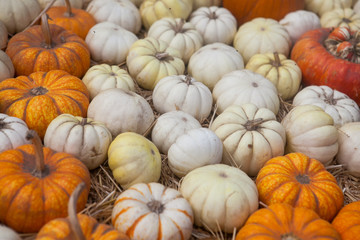 Autumn pumpkin thanksgiving background