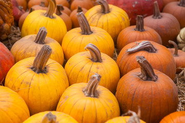 Autumn pumpkin thanksgiving background