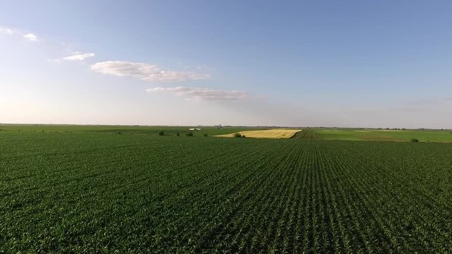 Green corn maize field, aerial footage