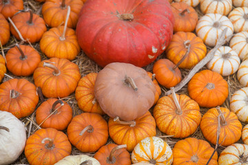Autumn pumpkin thanksgiving background