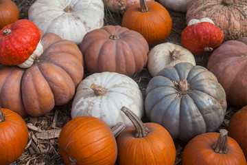 Autumn pumpkin thanksgiving background