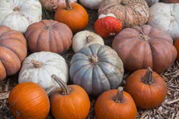 Autumn pumpkin thanksgiving background