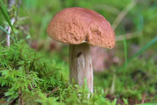Mushrooms searching in forest. Bolete in moss the forest. Preaparing mushrooms sauce.