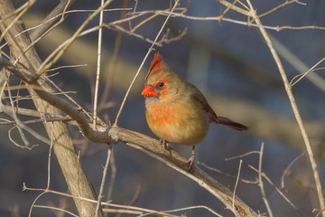Northern Cardinal