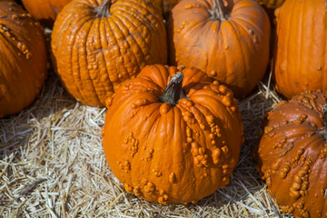 Autumn pumpkin thanksgiving background