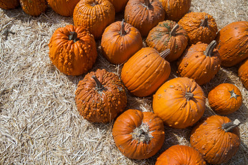 Autumn pumpkin thanksgiving background