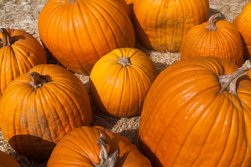 Autumn pumpkin thanksgiving background