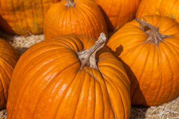 Autumn pumpkin thanksgiving background