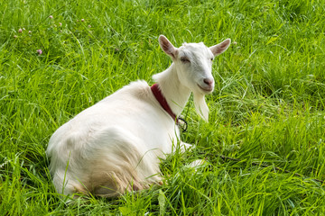 White goat on green grass. Pastoral views and rural animal grazing. Young goat in the meadow. Cattle in pasture grazing. Horned cloven-hoofed livestock on ranch. Goat's milk is good for health.